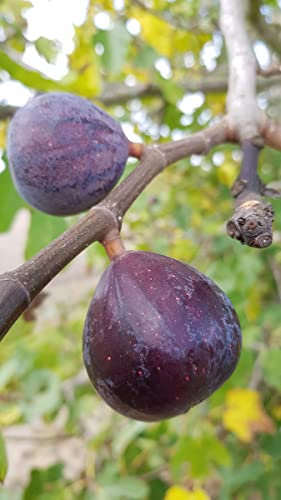Ficus carica 'Noire de Bellone' / Figuier Noire de Bellone/Conteneur de 2 à 2.9 litres