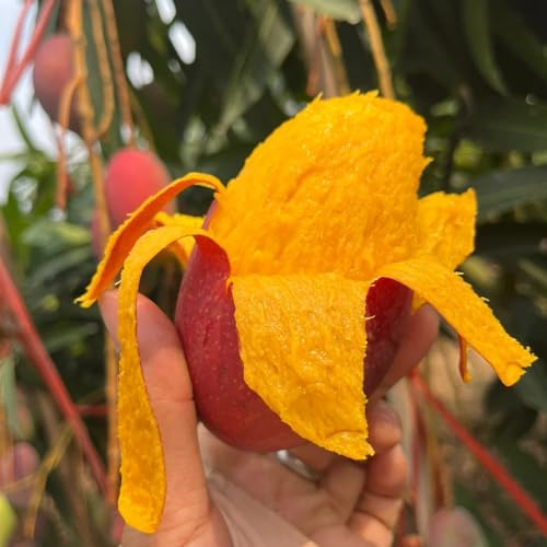 3 pcs Mango Samen Zum Pflanzen obstbaum plant saatgut geschenk Mangifera indica obstbäume bonsai topf exotische pflanzen säulenobstbäume winterfeste pflanzen für balkon obst frisch