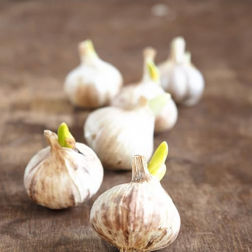 pflanzknoblauch winterhart bio - hochbeete für garten knoblauch zum pflanzen gemüsepflanzen garten geschenk steingartenpflanzen winterhart blumenzwiebeln mehrjährig winterhart 3pcs