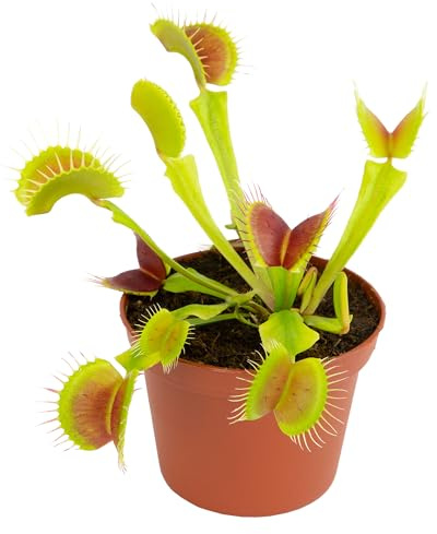 Altman Plants Non-Toxic Live Venus Flytrap Plant, Carnivorous Plants, Pet Safe Houseplant, Educational Crafts & DIY for Kids, 3 in. Grower Pot, Real Houseplants for Bog Gardens