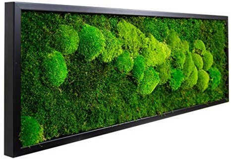 Moosbild Wandbild mit Moos Pflanzenbilder Maße 100 x 35 cm Wanddeko Bilderrahmen Poster Bilder Bild mit Moos Dekobilder Wanddekoration Natur Kugelmoos Mooswand Waldmoos Moss Rahmen (Schwarz)