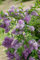 Syringa chinensis 'Saugeana' 10-15 cm - Chinesischer Flieder, purpurrote Blüten, Blütezeit Mai-Juni, duftend, ideal für Hecken, bienenfreundlich