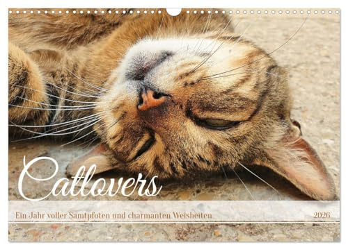 Catlovers - Ein Jahr voller Samtpfoten und charmanten Weisheiten (Wandkalender 2026 DIN A3 quer), CALVENDO Monatskalender: Katzenportraits untermalt mit Zitaten und Sprüchen. (CALVENDO Tiere)