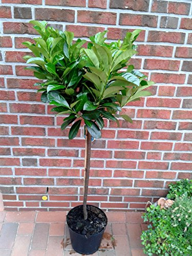 Kirschlorbeer Stämmchen - Prunus Rotundifolia, Höhe: 130-140 cm, immergrün
