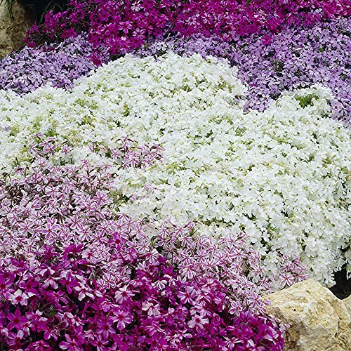You Garden - Carpet Phlox Collection, Pack of x 6 Plants in 9cm Pots, Ready to Plant, Early Spring Flowering