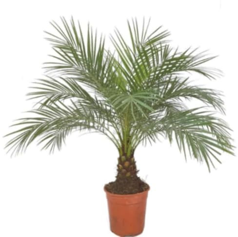 Planta natural Palmera Phoenix Roebelenii, 100 cm. Palmera enana elegante, de tronco delgado y hojas arqueadas, ideal para jardines. Segura Garden.