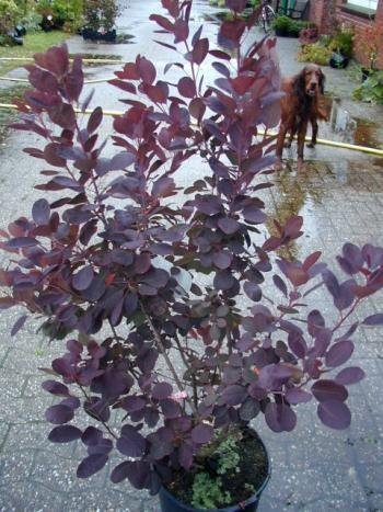 roter Perückenstrauch Cotinus coggygria Royal Purple 60-80 cm hoch im 5 Liter Pflanzcontainer