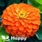 Giant Zinnia Dahlia Orange King - 260 Seeds + Plant Tag + Freebie