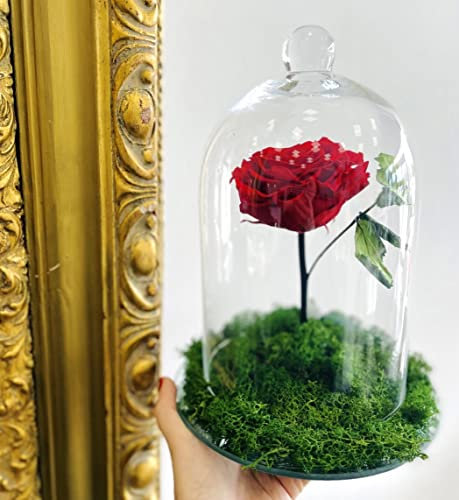 Grande Rosa Eterna sotto Campana