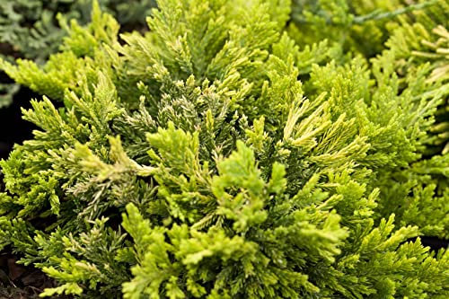 Juniperus horizontalis 'Golden Carpet' - Goldener Teppich-Wacholder, Immergrün, Winterhart, C2 Topf, 20-25cm, Bodendecker