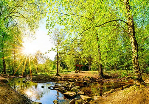 wandmotiv24 Fototapete Wald im Sommer mit Bach und Sonne, XS 150 x 105cm - 3 Teile, Wanddeko, Wandbild, Wandtapete, Bäume, Wasser, Steine M5751