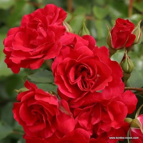 2x Rosier à fleurs groupées 'Rotilia' – Kordes Rigo-rose – Plant-o-fix-pot | Floraison rouge éclatant, résistante maladies