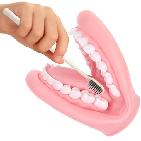 Handpuppe für Kinder – 15 cm großes Zahnmundmodell, realistisches Zahnspielzeug aus PVC, interaktive Putzlehrpuppe mit großem Zahnmodell und Zahnbürste | Pädagogisches Lernwerkzeug für den Schulkinder