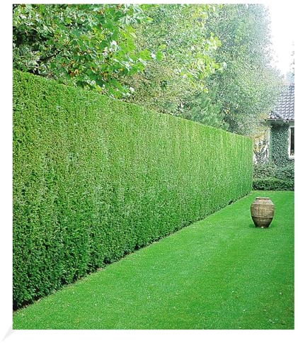 BALDUR Garten Leyland-Zypressen-Hecke, 20 Pflanzen Cupressocyparis leylandii winterhart und immergrün, Cupressocyparis leylandii, Bastardzypresse, schnellwachsend