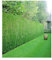 BALDUR Garten Leyland-Zypressen-Hecke, 20 Pflanzen Cupressocyparis leylandii winterhart und immergrün, Cupressocyparis leylandii, Bastardzypresse, schnellwachsend