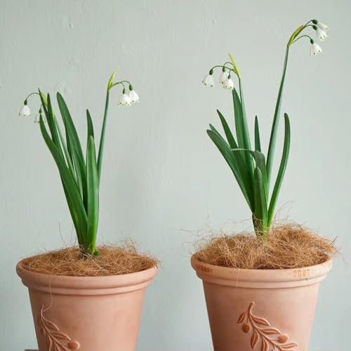 2 pcs märzenbecher zwiebeln kaufen - Leucojum vernum - pflanztöpfe, garten geschenke für frauen märzenbecher pflanze Knollen frühlingsblumen, bodendecker winterhart mehrjährig gartenblumen