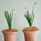 2 pcs märzenbecher zwiebeln kaufen - Leucojum vernum - pflanztöpfe, garten geschenke für frauen märzenbecher pflanze Knollen frühlingsblumen, bodendecker winterhart mehrjährig gartenblumen