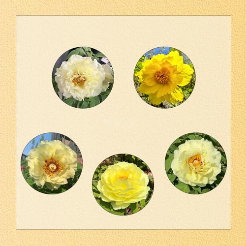 6 pcs gelb pfingstrosen zwiebeln winterhart, pfingstrosen knollen blumenzwiebeln frühblüher - Paeonia suffruticosa - blumen deko zimmerpflanzen balkonpflanzen frühling, seltene blumen pflanzen