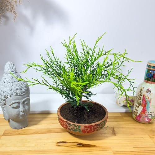 Juniperus Procumbens Bonsai Tree in Terracotta Pot – Indoor Outdoor Live Plant – Low Maintenance, Artistic Miniature Tree – Zen Garden Décor, Gift Idea, Serene Home Office Display