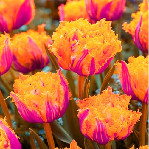 Winterhart pflanzen, Blumenzwiebel,Mehrjährige Blumenzwiebel ist winterhart, Luftreinigung,Mysteriöse magische Glühbirne,Lebende Pflanzen -10 tulpen zwiebeln-C