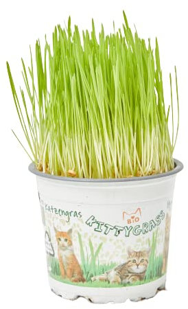 Verdecora Hierba Gatera | Planta natural de interior | Entretiene y estimula a tu gato | Evita bolas de pelo (Maceta de Ø11cm)