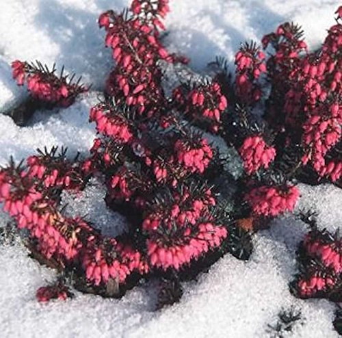 10x Winterheide Eva - Erica carnea