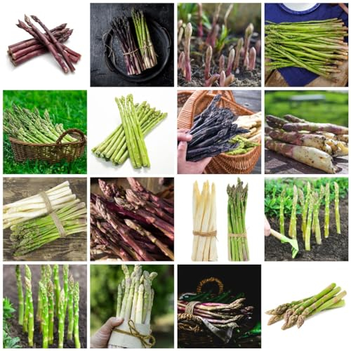80 piezas Semillas de plantas de espárragos - Semillas Variedades antiguas Plantas en macetas Plantas de bonsái perennes resistentes Semillas de jardín Semillas de hortalizas de invierno