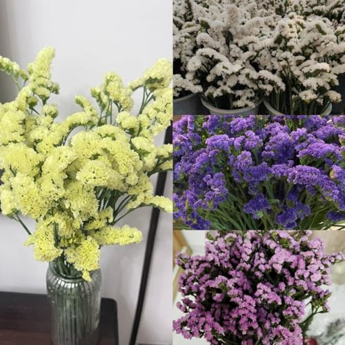 50 pcs Vergissmeinnicht Samen - Myosotis Alpestris Gastgeschenke Hochzeit Blumensamen Vergissmeinnicht Samen Mehrjährig Blumensamen Gastgeschenk, Samen deko blumen seltene pflanzen
