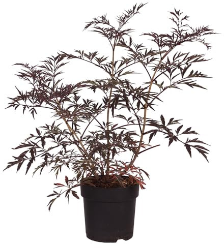 Rotlaubiger Holunder, Sambucus nigra 'Black Lace', Zierstrauch, rotes Laub, essbar, Beeren, Wildgehölz