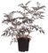 Rotlaubiger Holunder, Sambucus nigra 'Black Lace', Zierstrauch, rotes Laub, essbar, Beeren, Wildgehölz
