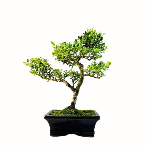 Bonsai Baum mit Keramik Blumentopf - Ligustrum, Ficus, Carmona, Podocarpus, Chinese elm - ca. 6-9 Jahre (Ilex crenata P15, 15 cm Schale ca. 6 Jahre)