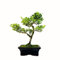 Bonsai Baum mit Keramik Blumentopf - Ligustrum, Ficus, Carmona, Podocarpus, Chinese elm - ca. 6-9 Jahre (Ilex crenata P15, 15 cm Schale ca. 6 Jahre)