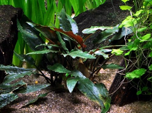 WASSERPFLANZEN WOLFF - Petchs Wasserkelch/Cryptocoryne beckettii 'Petchii' | (5cm Topf) | Anspruchslose Rosettenpflanze mit roter Unterseite | Mittelgrund