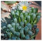 Fenestraria aurantiaca - Fenestraria - 10 Samen