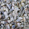 BusyBeaks Hen Sized Oyster Shell | Premium High in Calcium Poultry Grit | Enhances Strong Bones Digestion System and Quality of Eggs | Chicken Hen Animal Wildlife Mixture | Natural Food Mix (2.5kg)