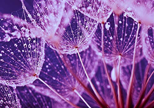 wandmotiv24 Fototapete Pusteblume Violett 1, 400 x 280 cm - selbstklebende Strukturtapete, Wanddeko, Wandbild, Wandtapete, Blume, Violett, Wasser-tropf M6325