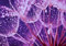 wandmotiv24 Fototapete Pusteblume Violett 1, 400 x 280 cm - selbstklebende Strukturtapete, Wanddeko, Wandbild, Wandtapete, Blume, Violett, Wasser-tropf M6325