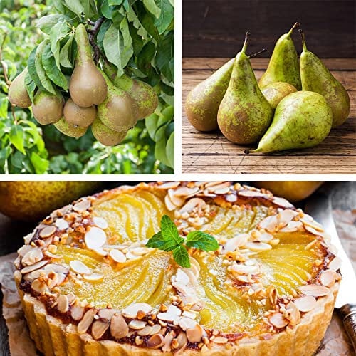 Conference Pear Fruit Tree Pyrus (Quince A) Best Known Variety Self-Fertile Healthy Snack Dessert Pear Easy to Grow Your Own Juicy Outdoor Garden Fruit Trees, 1x Bare Root Plant by Thompson & Morgan