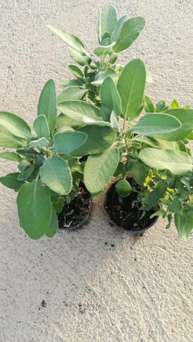 N. 4 PIANTE DI AROMATICHE IN VASO CM 14 SALVIA,TIMO, ROSMARINO, MENTA.
