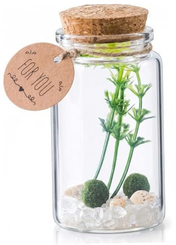 Mooskugel Terrarium Set zylindrisches Glas Terrarium Set mit Haustier Mooskugel Glückskristall Kunstpflanze für Tischdekoration