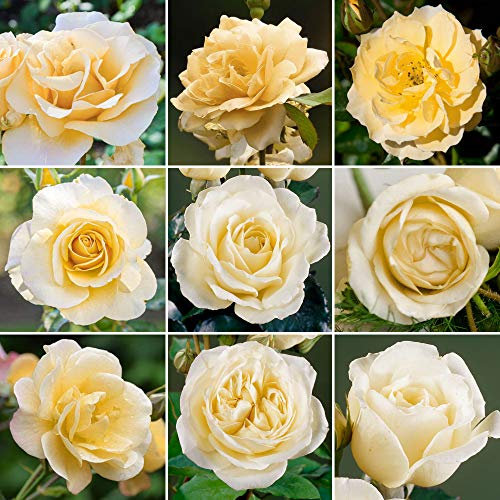 GardenersDream Cream Rose Bush Potted - Outdoor Plants Ready to Plant - Climbing Roses for Garden with Fragrant Flower Rose Trees - Colourful Roses for Outdoor Garden - (20-50cm Incl. Pot)