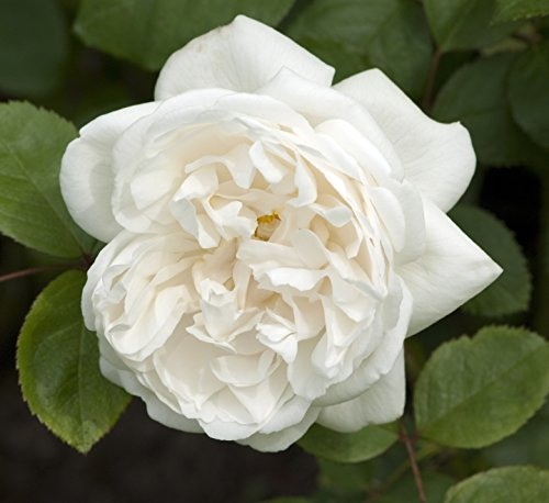 Müller Münchehof GmbH Englische/Historische Rose in div. Farbnuancen Farbe Weiß