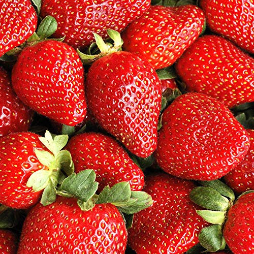 GardenersDream 5 x Strawberry Sweetheart Plants - Fast Growing Bare Root Strawberry Plants - Ready to Plant Fruit Bushes for Gardens, Planters, Pots, Containers, or Baskets (5-10 cm)