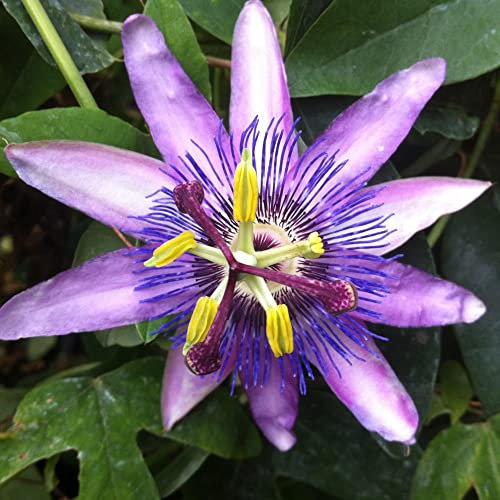 Passiflora (Passion Flower) Lavender Lady Hardy Perennial Easy to Grow Your Own Sun Loving Garden Flowering 1x 9cm Potted Plant by Thompson & Morgan