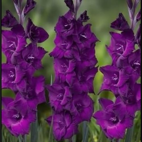 Gladiolen zwiebeln,winterharte pflanzen,gladiolen knollen,duftende,sehr dekorative,schöne,gesunde Zwiebel,farbenfrohe und robuste Blumenzwiebeln,gladiolen mehrjährig winterhart.-15 zwiebeln-D