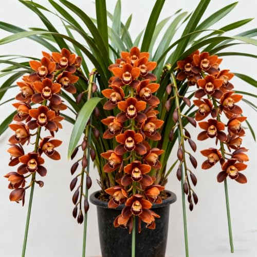 MehrjäHrig Phalaenopsis Orchideen, Das Bunt Gemischte, Ideal für Balkon & Terrasse, Exklusive Cymbidium Orchidee, Winterhart, Top QualitäT,-3zwiebelns-F