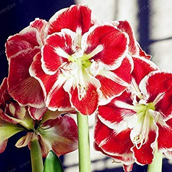 2 Zwiebeln Amaryllis-Zwiebeln Echte Hippeastrum-Zwiebeln Blumen, Barbados Lilie Topfhausgarten Balkon Pflanze Knollen (nicht Samen) 1