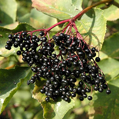 Schwarzer Holunder 125-150cm - Sambucus nigra - lebende Gartenpflanze aus den Baumschulen