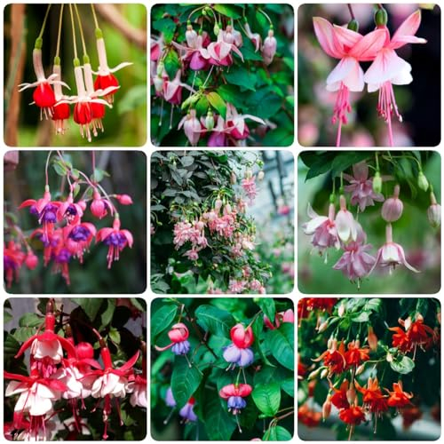 25 pcs fuchsien hängend samen - blumen deko flower dachbegrünung bienenweide Fuchsiensamen kleines geschenk für frauen winterharte stauden mehrjährig plants praktische