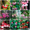 25 pcs fuchsien hängend samen - blumen deko flower dachbegrünung bienenweide Fuchsiensamen kleines geschenk für frauen winterharte stauden mehrjährig plants praktische